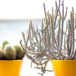 Apartamento La Goleta Málaga
